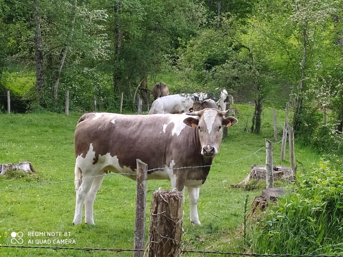 La Chaussee D'olivet En Mayenne Olivet (Mayenne)